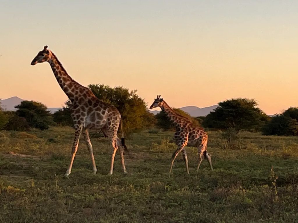 Giraffe | GAIA Legacy Travel African Safari