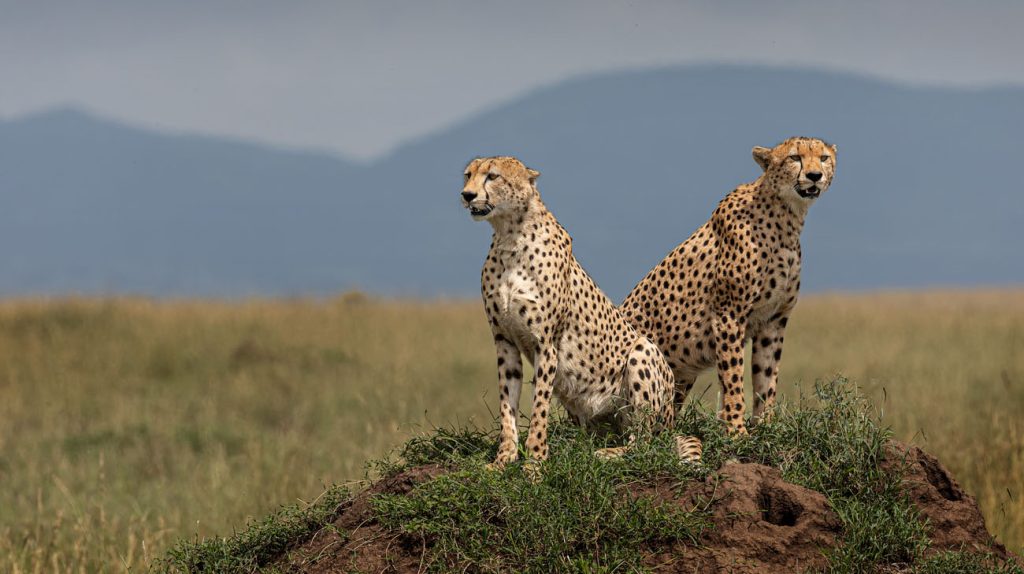 Cheetahs | GAIA Legacy Travel