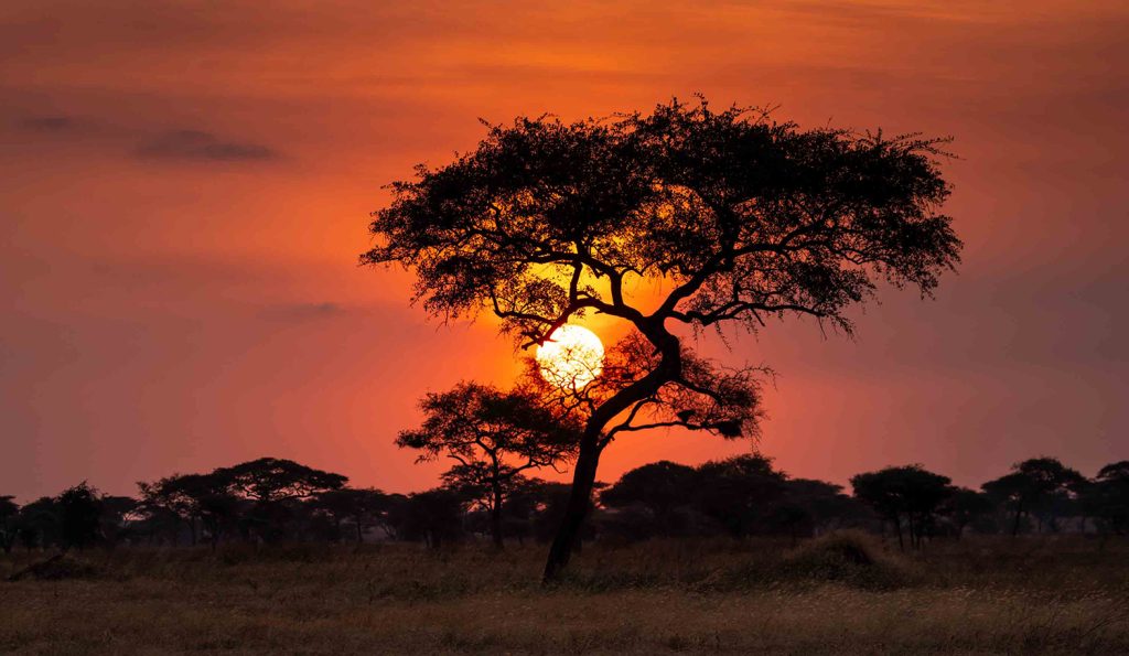 Sunset Safari | GAIA Legacy Travel African Safari