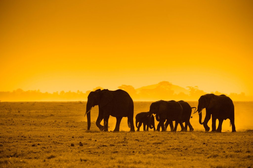 African Safari | GAIA Legacy Travel