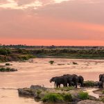 Tarangire Luxury Safari | GAIA Legacy Travel