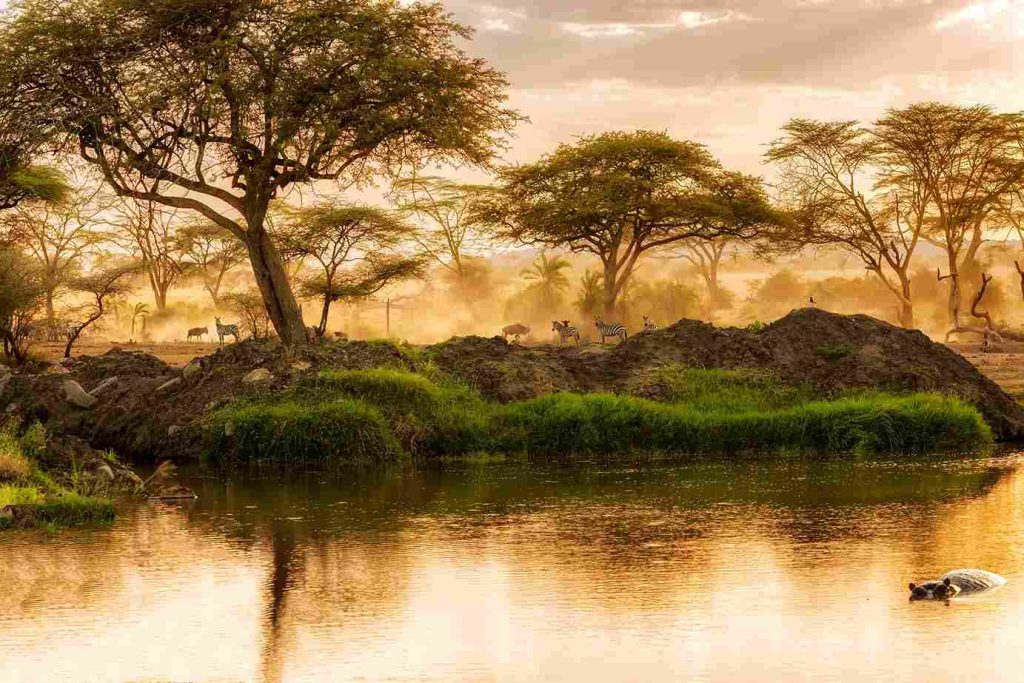 african safari wildlife park - Gaia Legacy Travel
