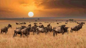Serengeti vs Ngorongoro Safari - Gaia Legacy Travel