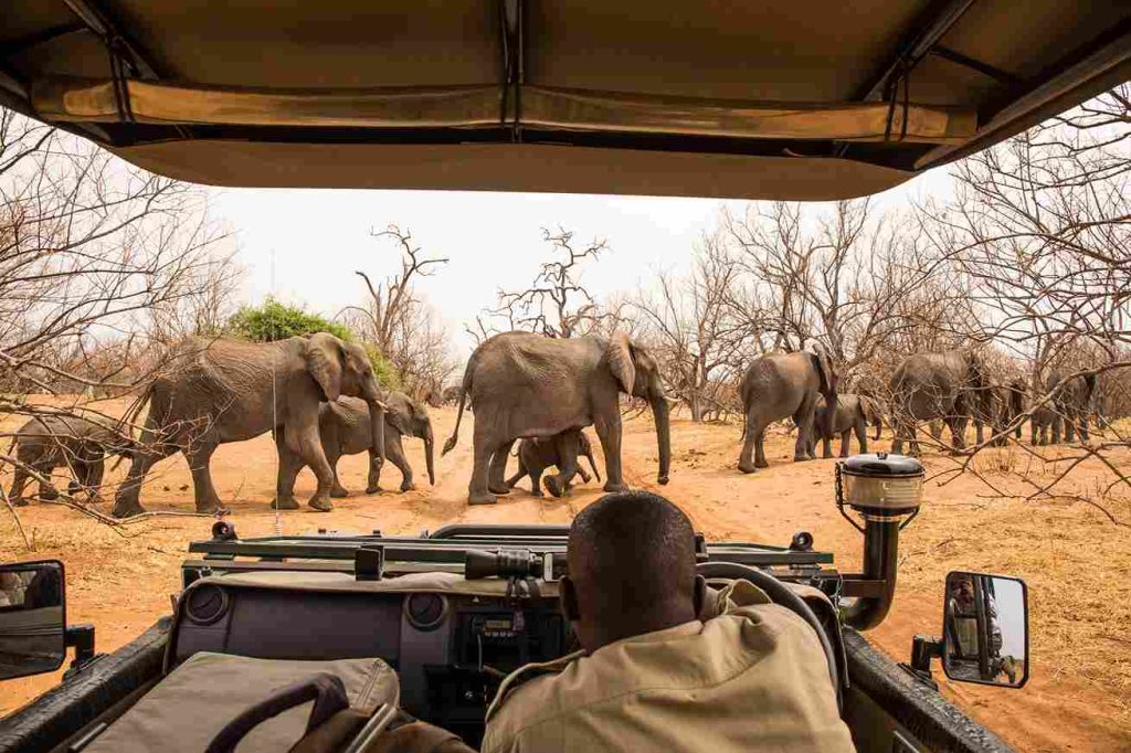 Tanzania Safari Cost Guide - Gaia Legacy Travel