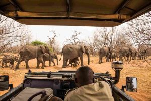 Tanzania Safari Cost Guide Gaia Legacy Travel | Gaia Legacy Travel Tanzania Safari Cost Guide - Gaia Legacy Travel