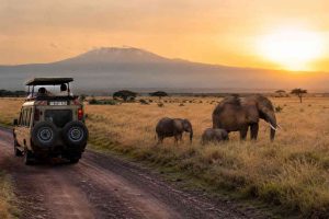 Is Tanzania the Best Place for an African Safari - Gaia Legacy Travel