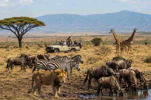 What Animals Can You See in Tanzania Safaris Gaia Legacy Travel | Gaia Legacy Travel What Animals Can You See in Tanzania Safaris - Gaia Legacy Travel
