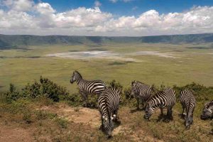 Why Visit Ngorongoro Crater on an African Safari Gaia Legacy Travel | Gaia Legacy Travel Why Visit Ngorongoro Crater on an African Safari - Gaia Legacy Travel