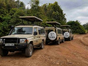 What Can You Do in Arusha Before a Safari - Gaia Legacy Travel