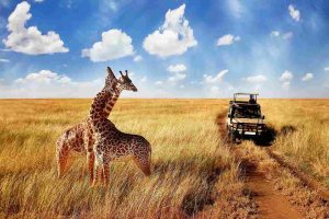 What Is the Serengeti Famous For Gaia Legacy Travel | Gaia Legacy Travel What Is the Serengeti Famous For - Gaia Legacy Travel